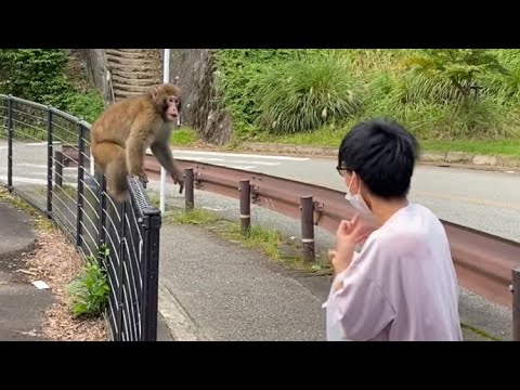 サルから人間へ: 移行のタイミングは 1 つの要素で決まります