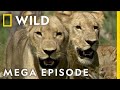 Win or Die: Savage Kingdom MEGA EPISODE | Season 1 | Nat Geo Wild