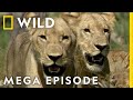 Win Or Die Savage Kingdom MEGA EPISODE Season 1 Nat Geo Wild
