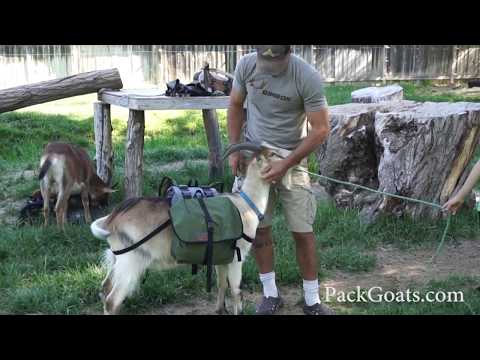 , title : 'Kid Packs for Pack Goats'