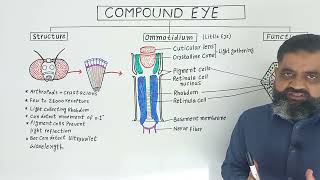 Compound Eye Urdu/Hindi medium @prof.masoodfuzail| Anatomy of Ommatidium | Insects Eye