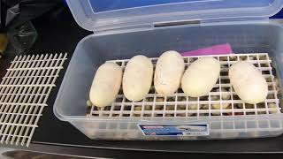 VPI AXANTHIC X KILLER PIED BALL PYTHON EGG PULLING!