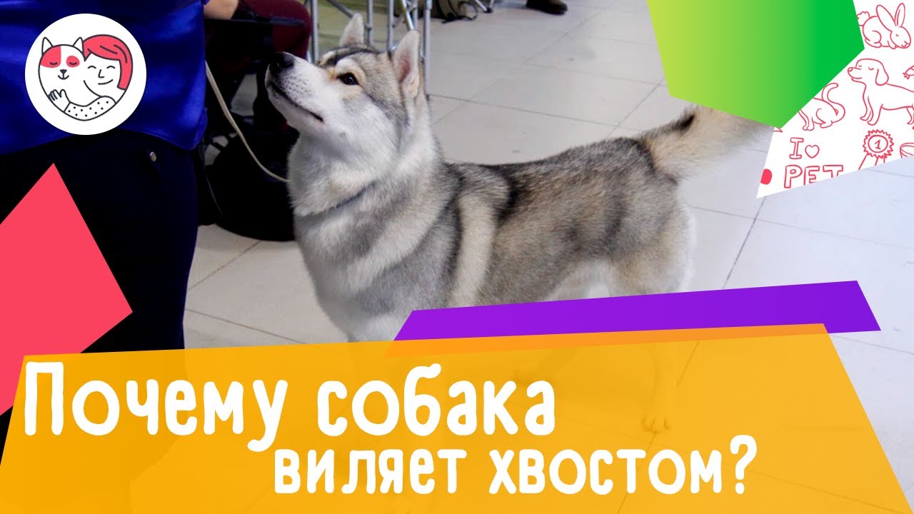 4 причины, почему собака виляет хвостом