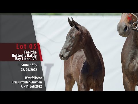 Dressurfohlen-Auktion Lot 05 Feel the Butterfly Battle Bay-Liena JVR Stute v. Fürstenball - Jazz