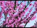 Tajik - Persian New Year - Holiday - Spring. Nowruz ...