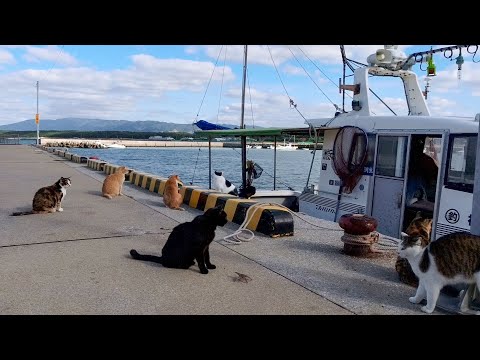 youtube-動物記事1970/01/01 09:00:00