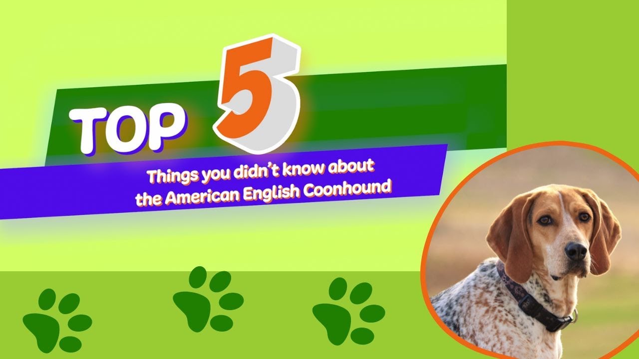 5 Things You Didn't Know About The American English Coonhound