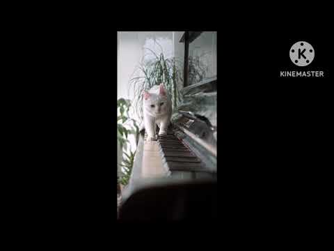 Cute cat 🐈 Ncs Background Music #cute #cat #ncs #music #pihu