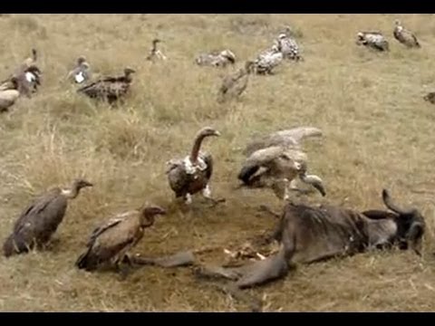 Vultures dining - Vultures eating gnu leftovers
