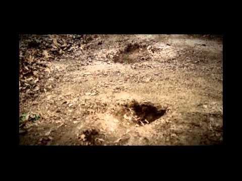 History Channel - Search for Bigfoot with The Falcon Project