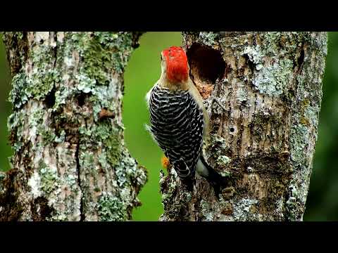 Garden Birds Extravaganza