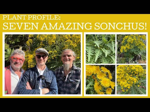 Plant Profile: seven amazing Sonchus with specialist grower Lyle Filippe!