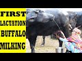 Compect Udder Murrah Buffalo Live Milking Of Murrah Buffalo At Farmers Home In Rajasthan