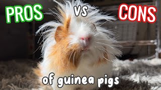 Pros VS Cons Of Owning Guinea Pigs