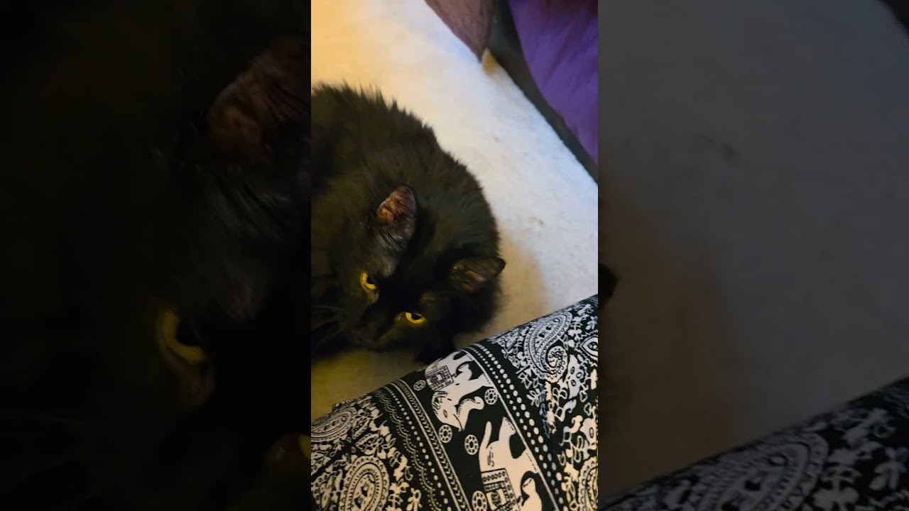 Enlarge Koal, a Adoptable Domestic Long Hair in Jamesville, NY video 5/6