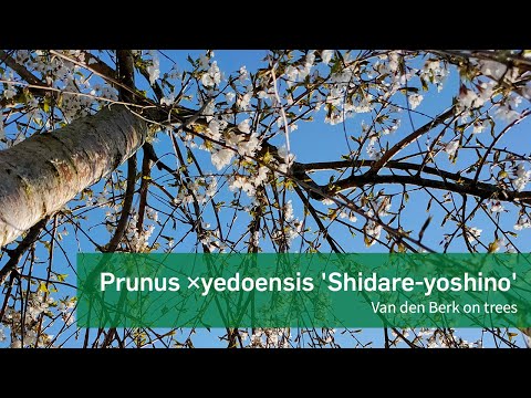 Prunus ×yedoensis 'Shidare yoshino' - Van den Berk on Trees
