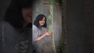 Download lagu Santi Sardi Meninggal Dunia, Mantan Penyanyi Cilik mp3