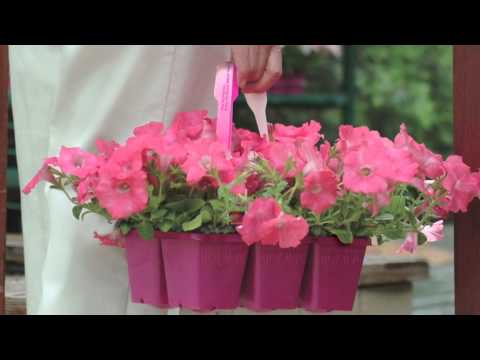 Petunia 'Wave Misty Lilac