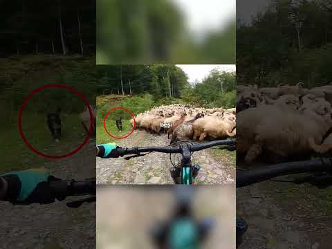 bisikletli kadın VS çoban köpekleri