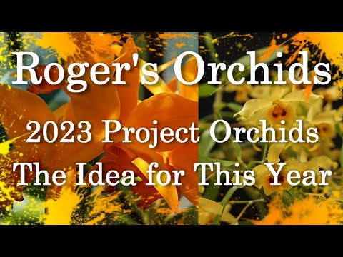 2023 Project Orchids - The Idea for This Year