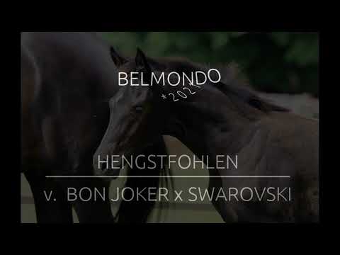 Belmondo - Hengstfohlen v. Bon Joker x Swarovski x Caprimond