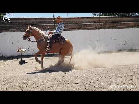 C05P01 - El Camino Al Futurity - Macumba, El Junior y El Albur