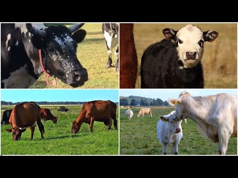 The 🌟 Little Moo 🐄 vs Lady Cow 🐮 Queen 👑 of 🌿 Emerald 💚 Pastures 🌾