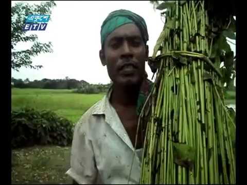 নড়াইলে লক্ষ্যমাত্রার চেয়ে পাটের ফলন বেশি