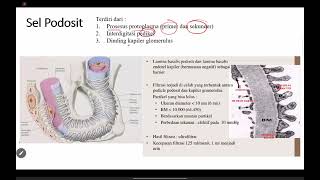 Download lagu (10/10/25)_URINARI_HISTOLOGI mp3 Download lagu (10/10/25)_URINARI_HISTOLOGI mp3