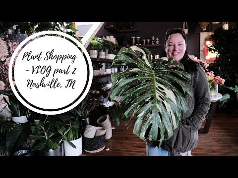 download lagu mp3 mp4 Nashville Succulent Shop, download lagu Nashville Succulent Shop gratis, unduh video klip Nashville Succulent Shop