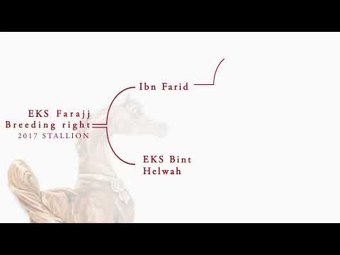 EKS FARAJJ BREEDING RIGHT - (Ibn Farid x EKS Bint Helwah), 2017 Stallion