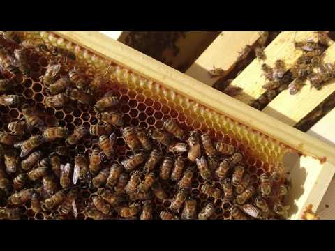 Nykläckt drottning kollar in nya boet.