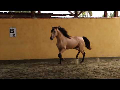 SOLD in Spain- Buddy, Brilliant, 3-year-old, Buckskin, PRE andalusian, Stallion