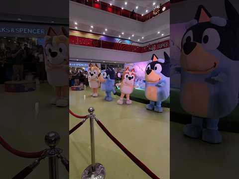 Meet and Greet with the whole Heeler family! #bluey #blueybingo #blueytoys