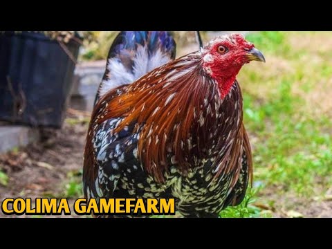 Spangled Kelso Cowan Albany - COLIMA FARM