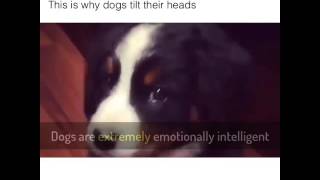 Why do dogs tilt their heads?