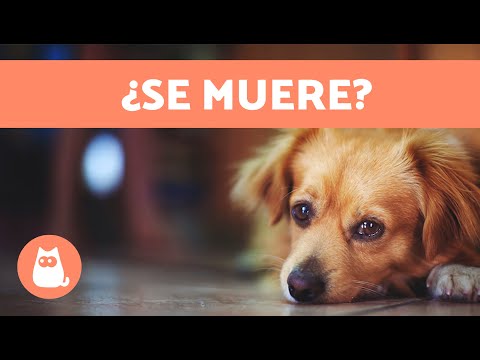 10 SIGNS that a DOG is going to DIE 🐶💔 Does it have little time left?