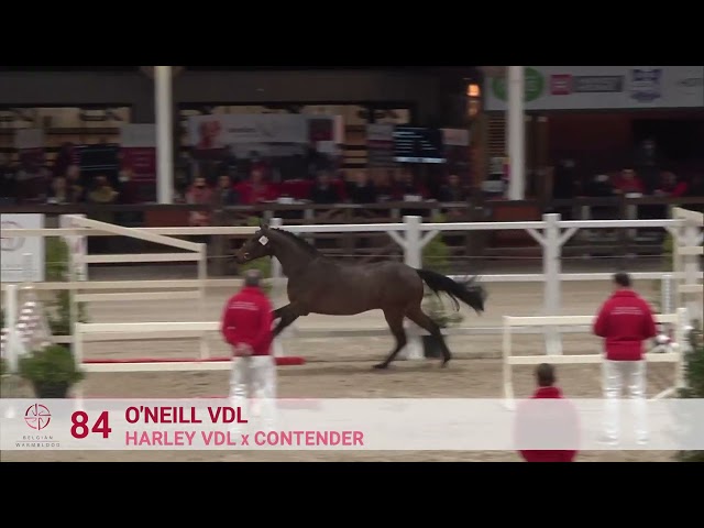 O'NEILL VDL