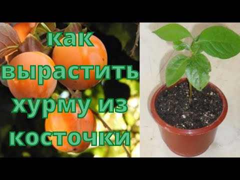 как вырастить хурму из косточки