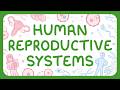 KS3 Biology Human Reproductive Systems