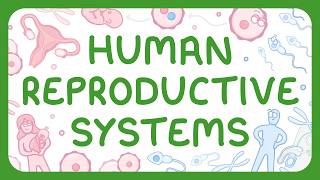 KS3 Biology - Human Reproductive Systems