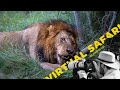 Male And Female Lion Fight Over Wildebeest Carcass Virtual Safari 164