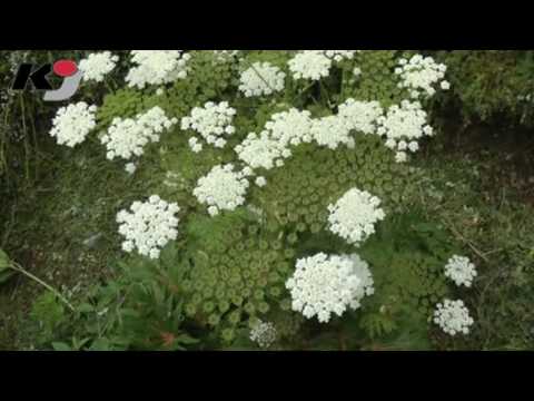 Der Riesenbärenklau im Erzgebirge