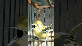 Download lagu sirtu memanggil lawan #bird mp3