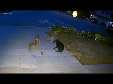 Stray dog battles 5 coyotes in Brea, California