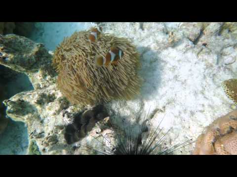 Thailand Amber & Minco