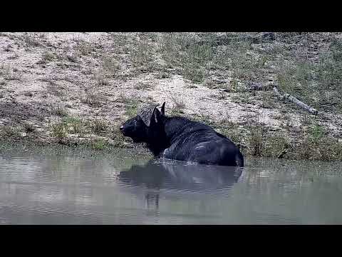 Djuma: Lone Buffalo soaking in the dam - 12:14 - 04/23/2022