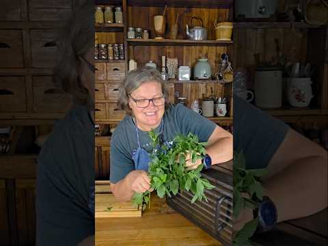 Excalibur Oregano Drying: Naturalwise Herb Preservation