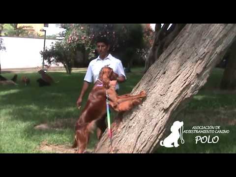 Adiestrador de perros - Fabio Polo - parte 2