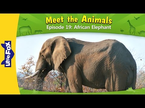 Meet the Animals 19 | African Elephant | Wild Animals | Little Fox | Animated Stories for Kids